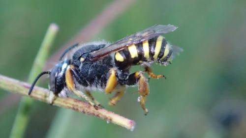 Réf. 210 254 : Trachusa interrupta